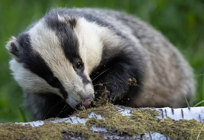 BADGER 5 - BADGERS