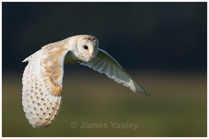 Close Encounter - Latest Work