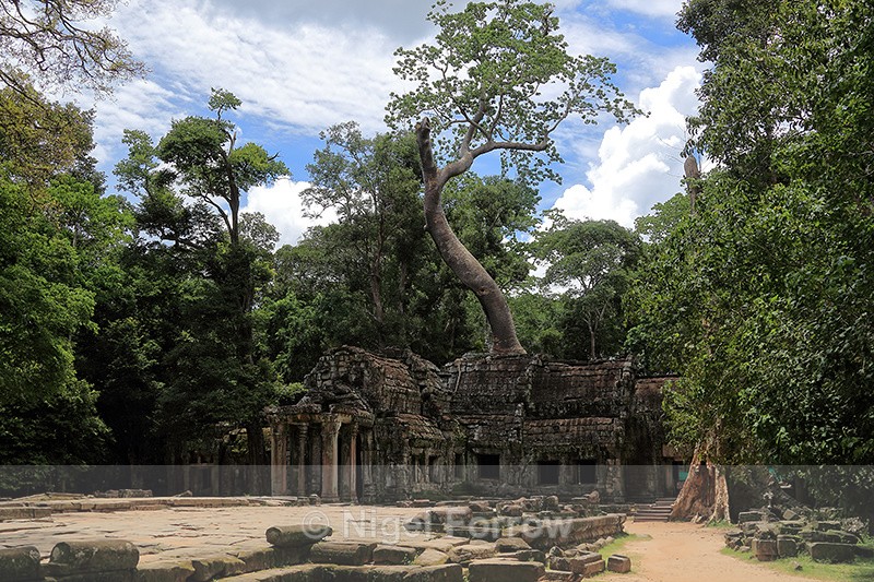 Ta Prohm, Siem Reap, Cambodia - Cambodia