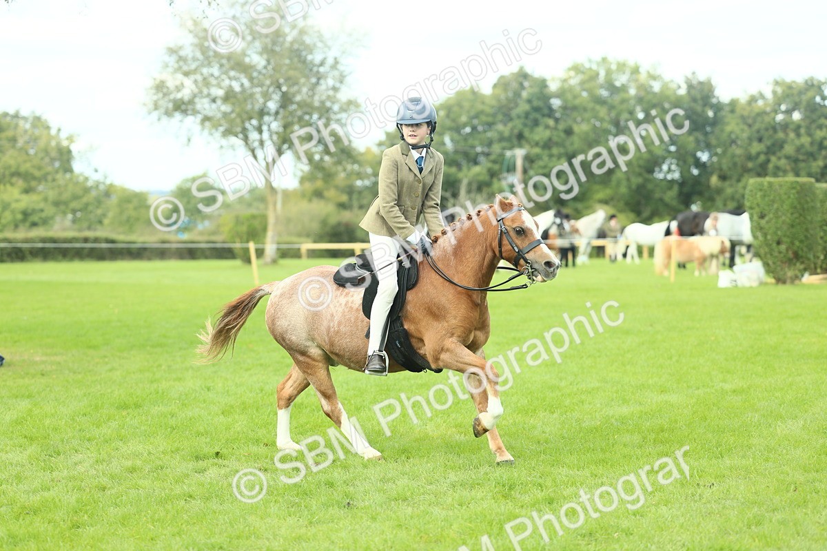 SBM_44688 - S31 - Working Hunter Pony
