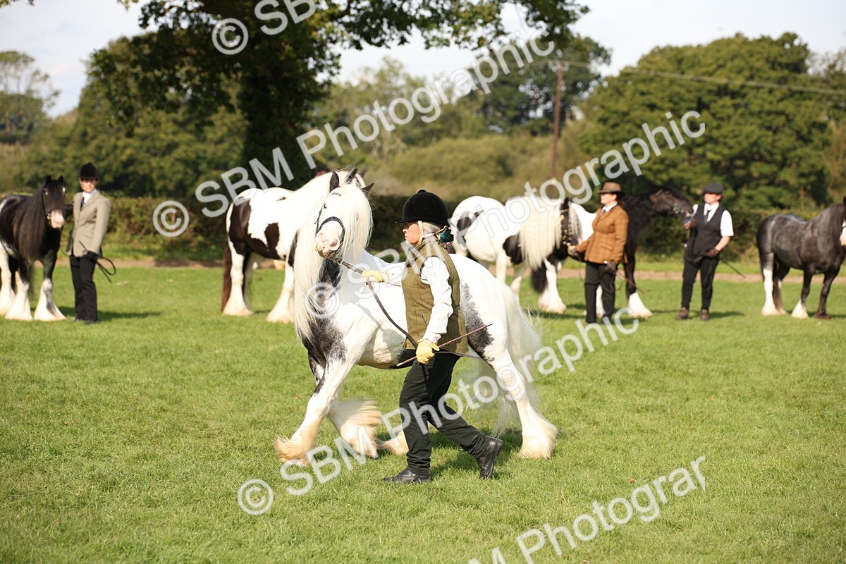 SBM_62222 - S55 - Traditional Cob In Hand