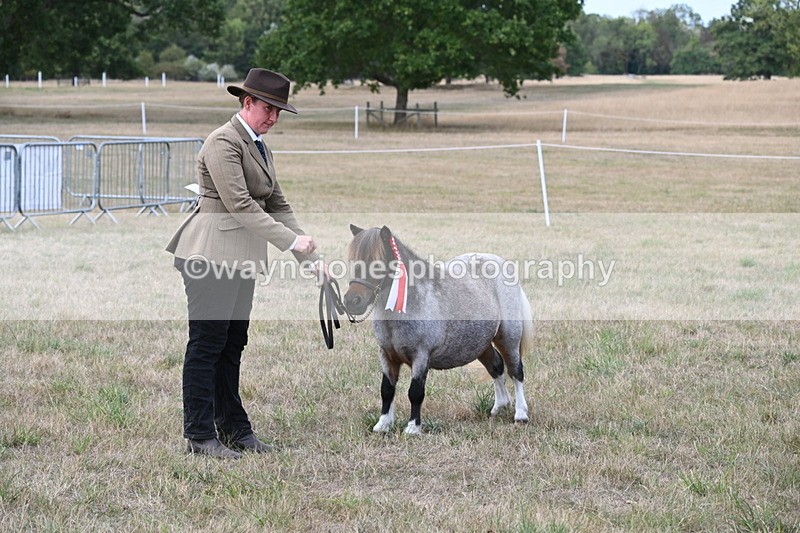 WJ6_7111 - Class 21 Shetland & Mini Horses
