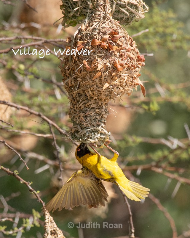  - South Africa Birds and Mammals