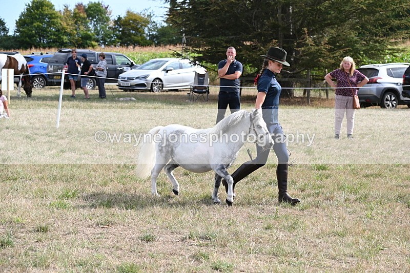 WJ6_7070 - Class 21 Shetland & Mini Horses