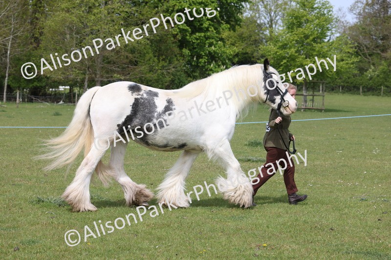 20260426-3330 - Class 27 - Coloured Horses and Ponies