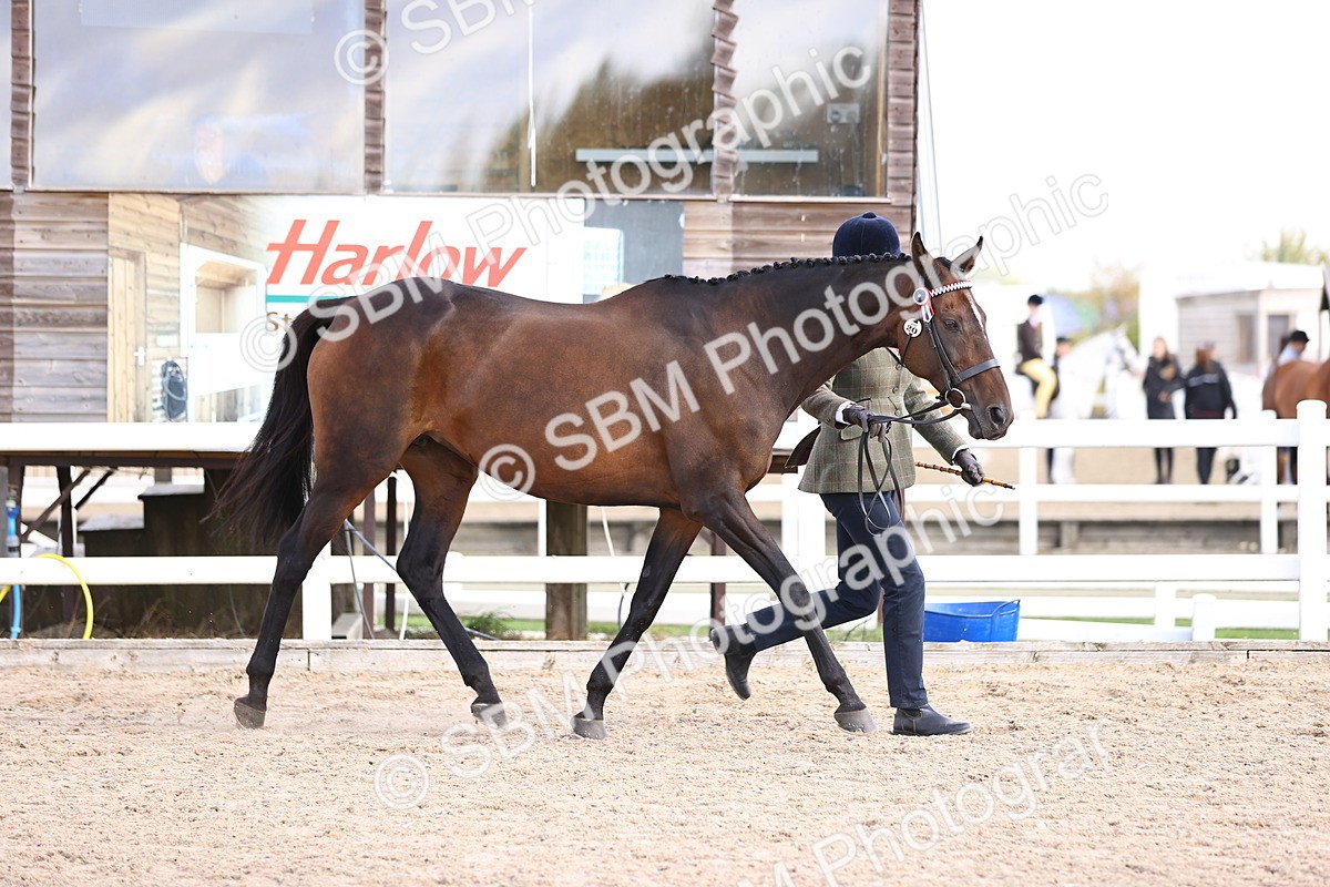 SBM_11515 - Class 407 - IH Hack-Riding Horse