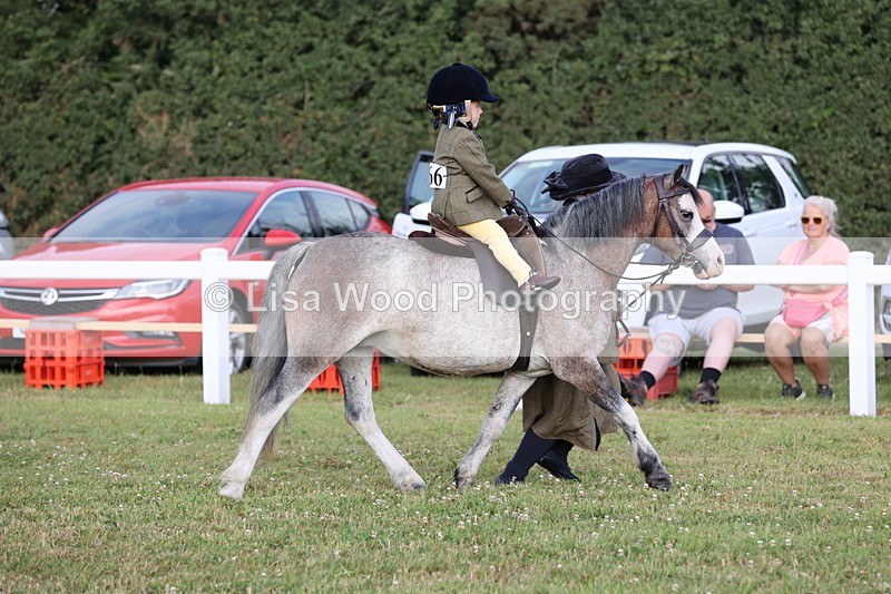 JPP_0201 - Class 14: Cornish Combination Leading Rein