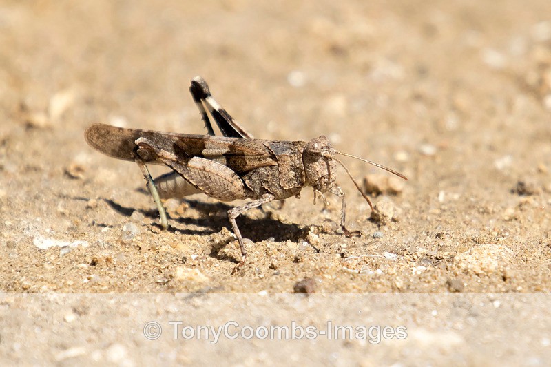 Blue-winged Grasshopper - Spain  2016