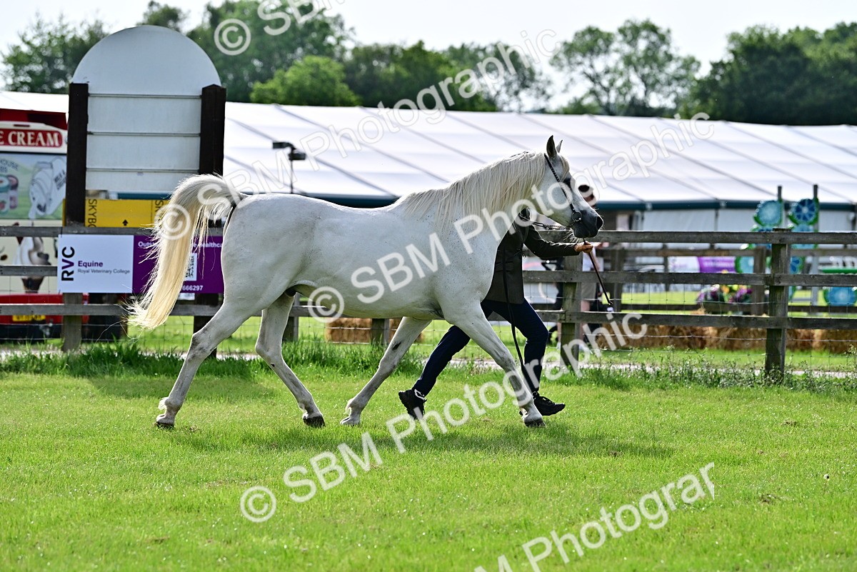 SBM_00025 - Class 46-49 - Arab and Part Bed-Anglo Arab In Hand