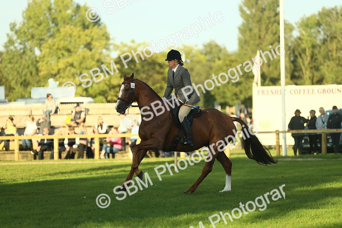SBM_55540 - S14 - Riding Club Horse