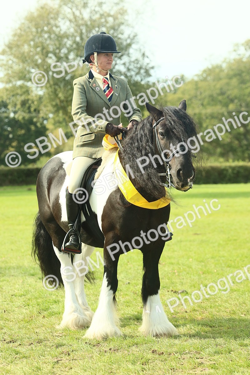 SBM_68966 - S58 - Mini Show Cob Ridden