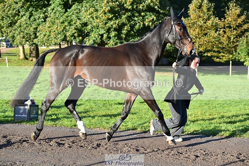 231022-092544-21779 - 632-ANGELL'S.CHOICE-Saffron.Cresswell-TrotUp+SJ