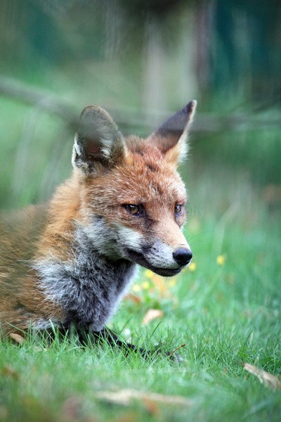 Urban Fox, Bristol _ UR078 - Urban Foxes, Bristol, Great Britain
