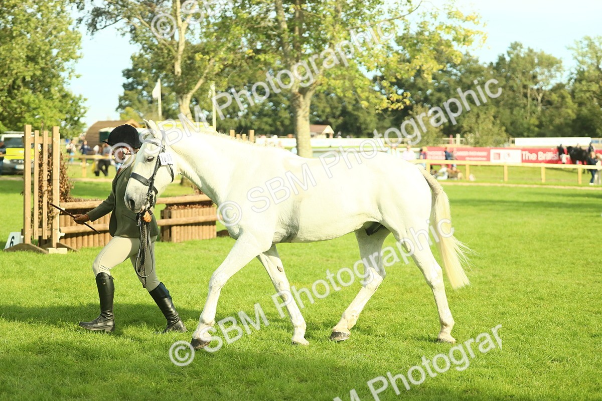 SBM_52123 - S33 - Working Hunter & Working Show Horse