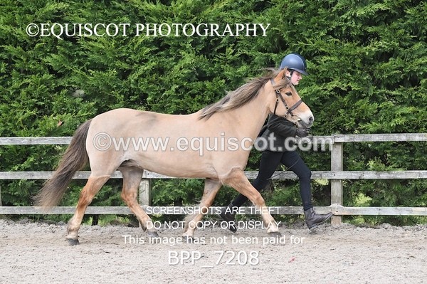 BPP_7208 - RING 1  (RIDDEN HORSES / IN HAND / VETERAN ETC)