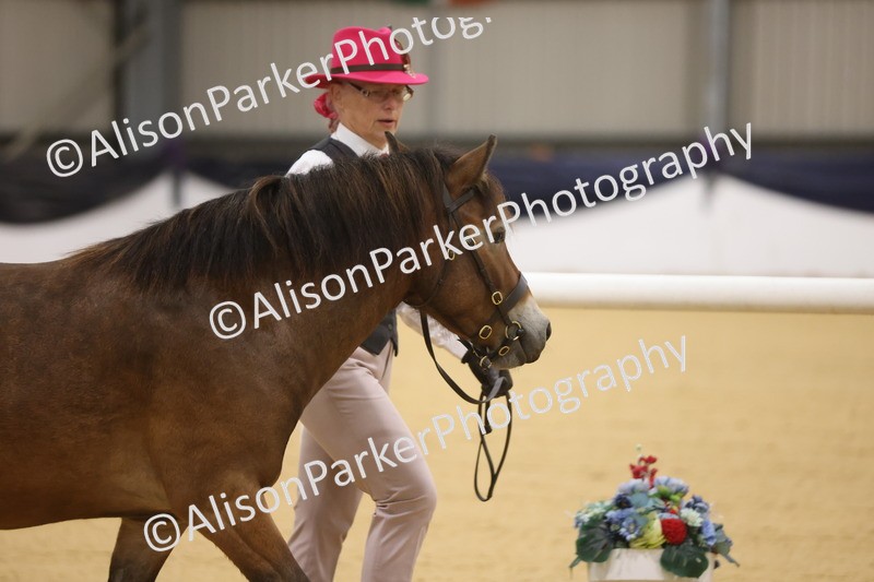 20260913-1001 - Class 109 - Bred On Exmoor In Hand