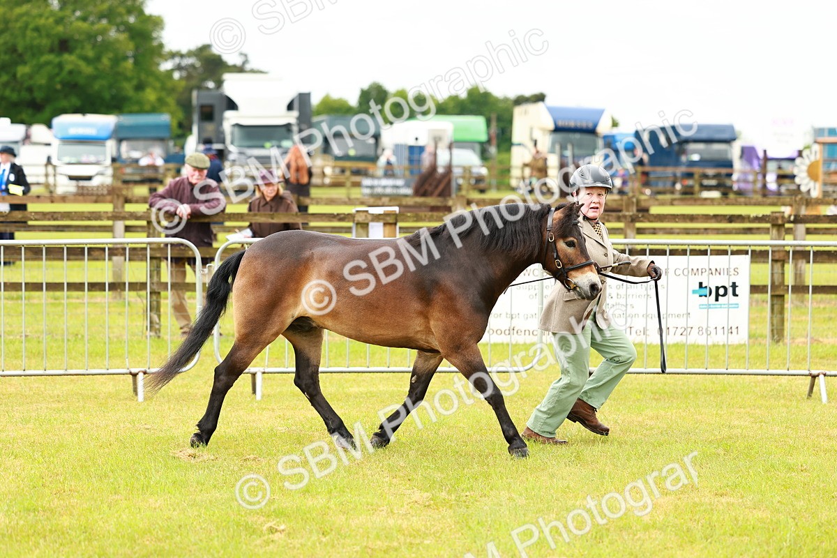 SBM_00262 - Class 58-67 - M&M Non Welsh Pony In hand
