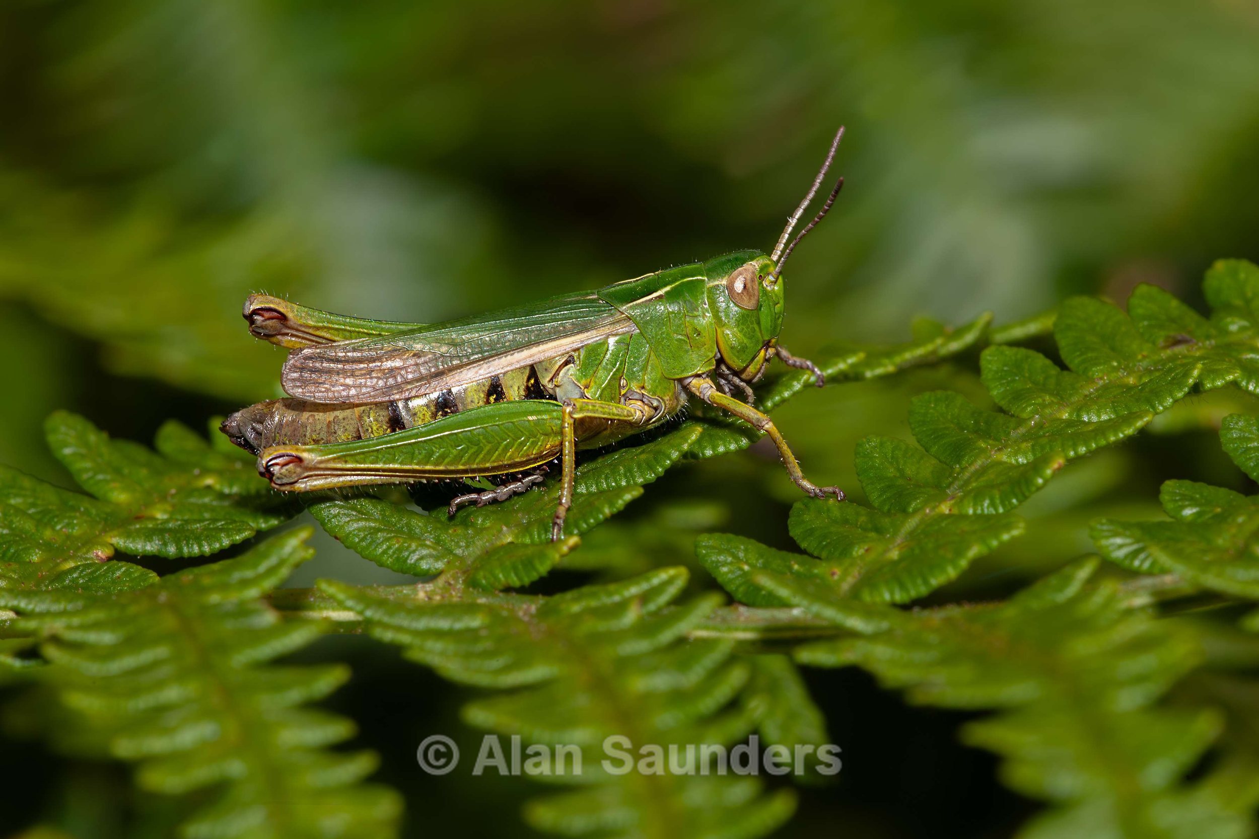 Common Green Grasshopper 1