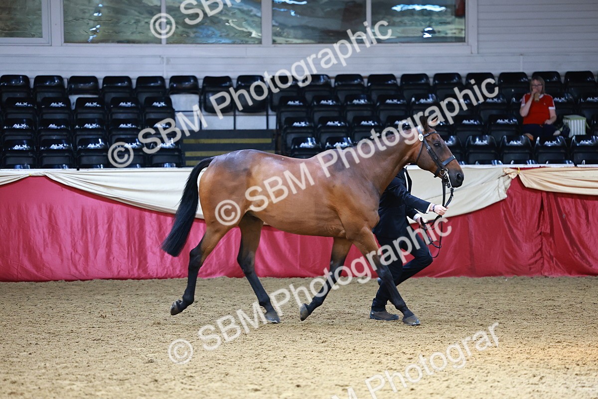 SBM_23260 - Class 903 - Supreme Final - IH Pre Vet