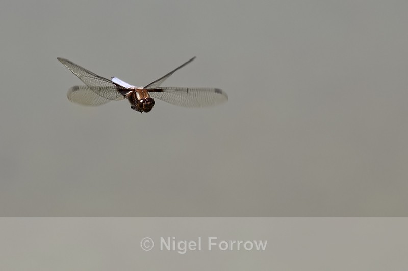 Flying Broad-bodied Chaser (male), front view, Dorset, UK - INSECTS