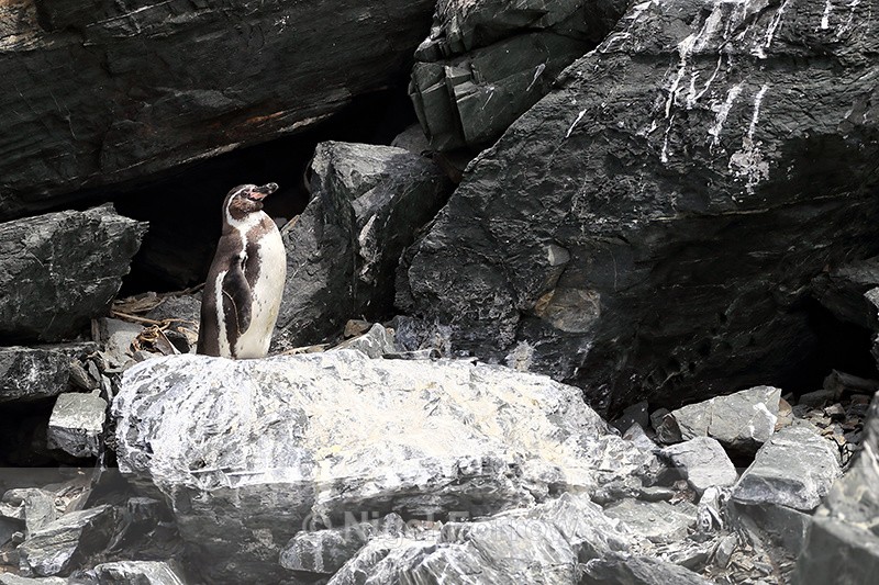 Humboldt Penguin, Chanaral Island, Chile - Humboldt Penguin