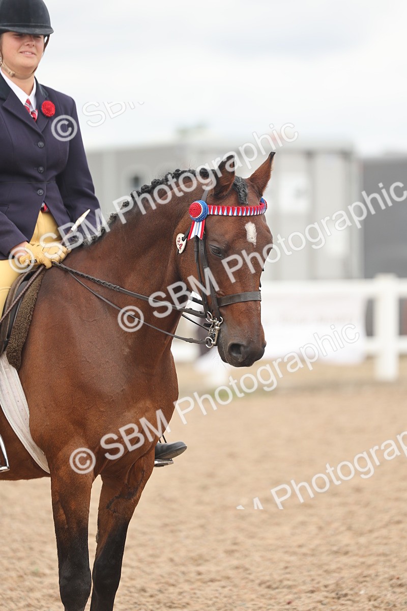 SBM_16031 - Class 311 - Ridden Show pony-Show hunter Pony