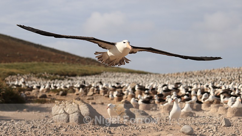 Black-browed Albatross lifts off from colony, Steeple Jason, Falklands - Black-browed Albatross