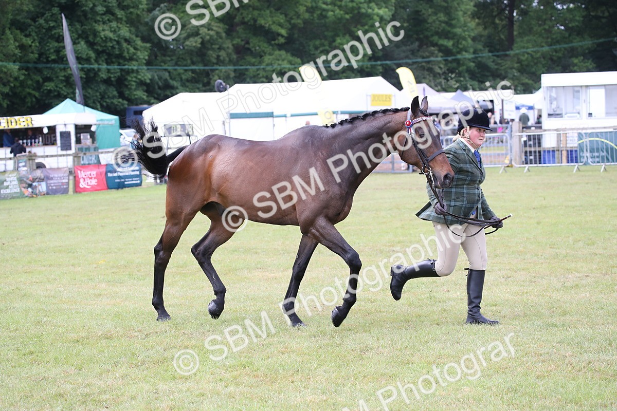 SBM_11465 - Class 94 - LIHS BSHA Racehorse to Showhorse