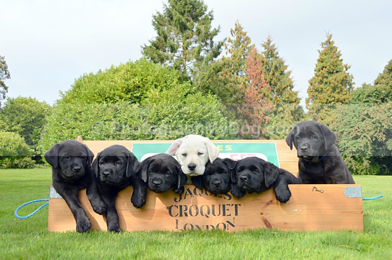  - Yellow and Black Labradors
