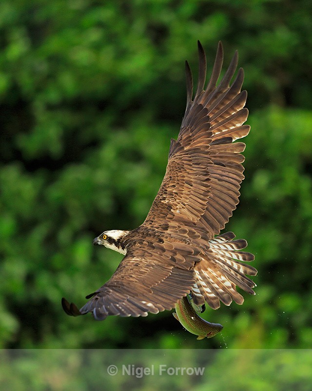 Rothiemurchus Osprey (blue DF) flying with fish - Osprey