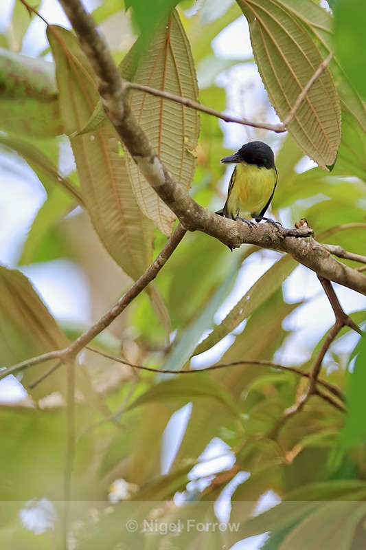 Common Tody-Flycatcher perched looking down, Tortuguero, Costa Rica - Common Tody-Flycatcher