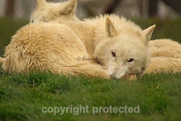 White Wolf - Nuna resting (Woodside Wildlife Park) - Smaller Cats & Other Wildlife - Wolves