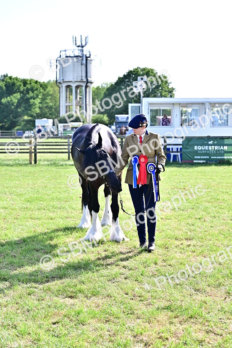 SBM_10171 - Class 63-65 - Traditional Gypsy Cobs In Hand & Ridden