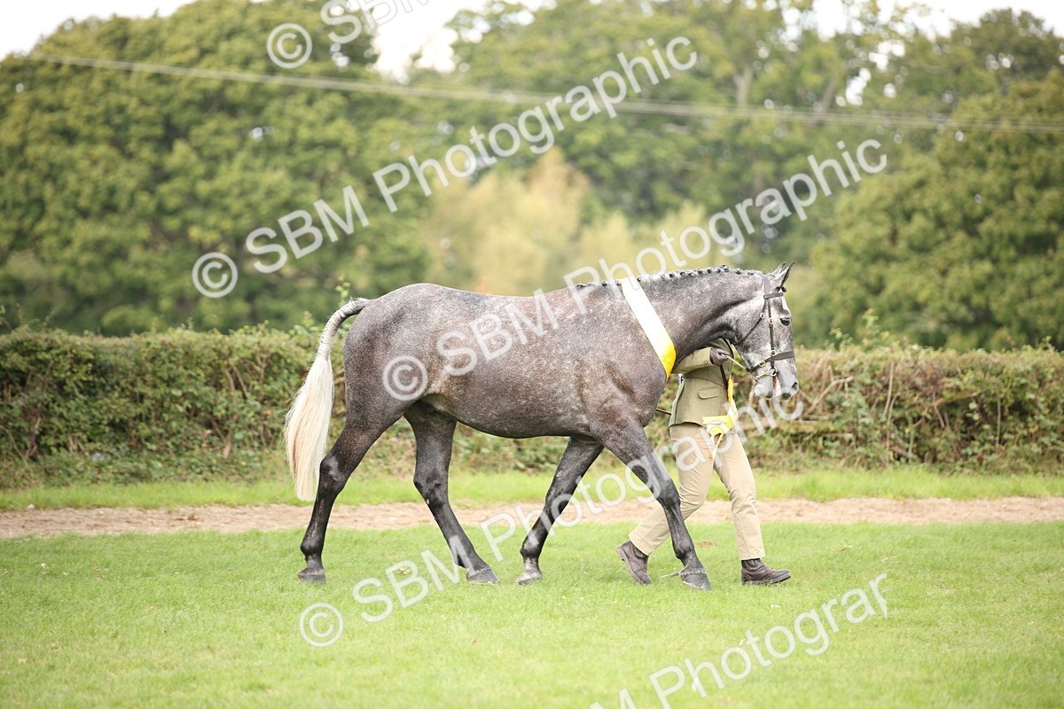 SBM_62919 - In Hand Horse Supreme Championship