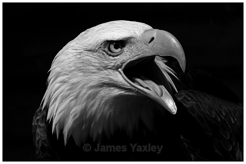 Bald Eagle Screeching Monochrome - Nature in Black & White