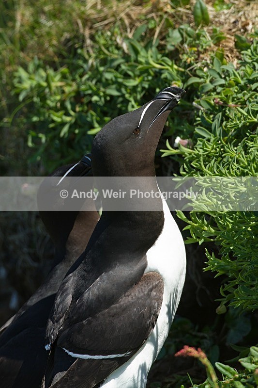 20120531-_MG_9789 - Razorbill