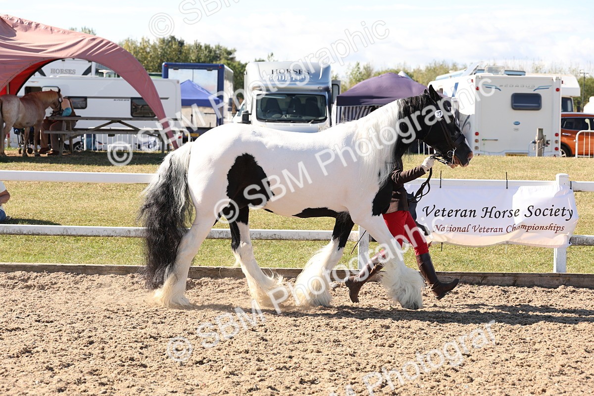 SBM_12911 - Class 206 - IH Non Show Type Pony