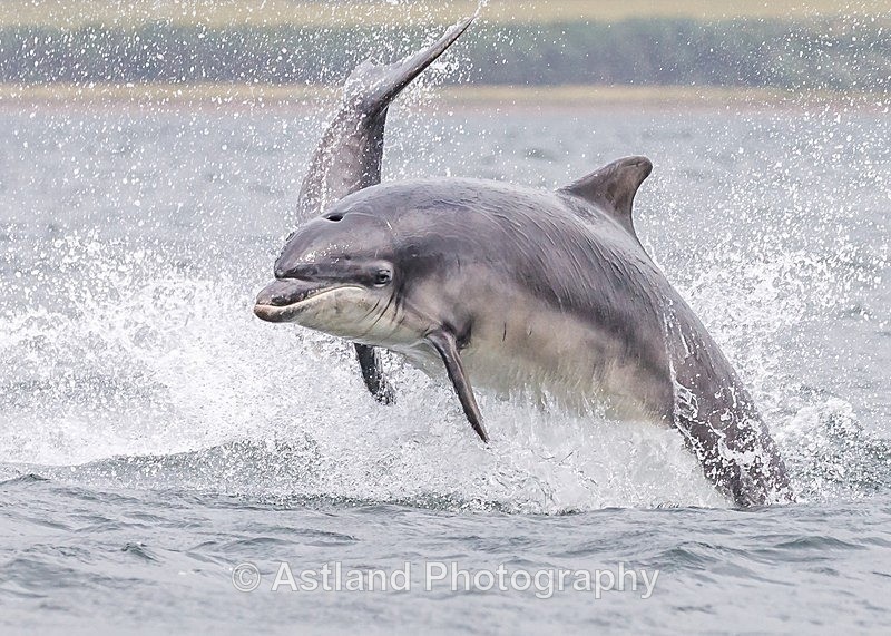 Astland Photography, Bird and Wildlife Images, Susan and Peter Wilson, U.K.