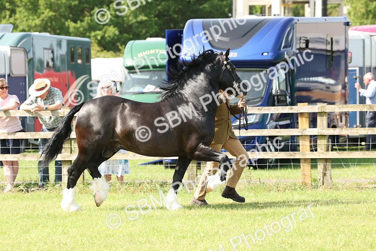 SBM_02098 - Class 6-13 - Mountatin and Moorland In Hand Welsh Breeds