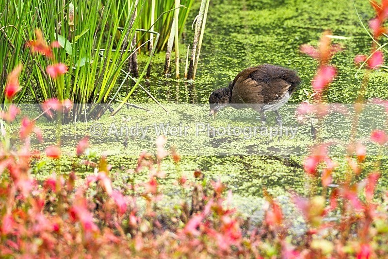 20120714-_MG_0421 - Rails & Coots