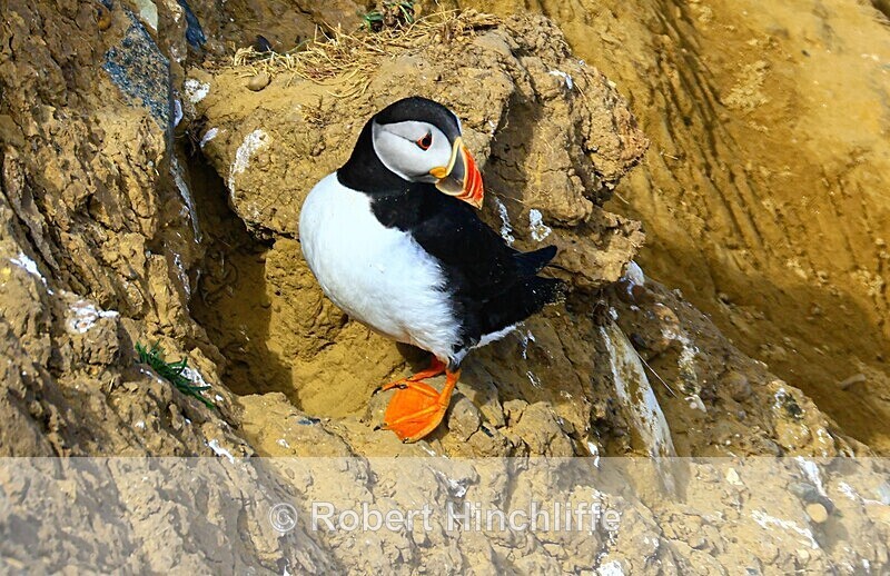Puffin - United Kingdom