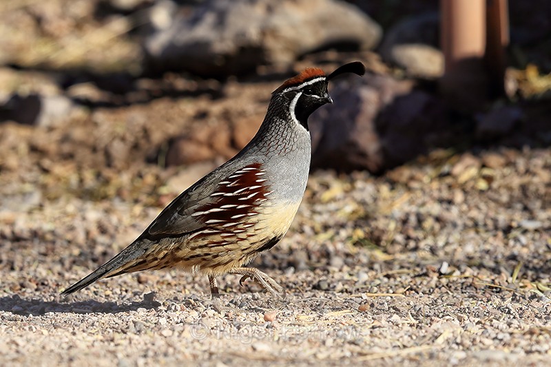 Gambel's Quail (male) walking, Bosque del Apache, New Mexico, USA - Gambel's Quail