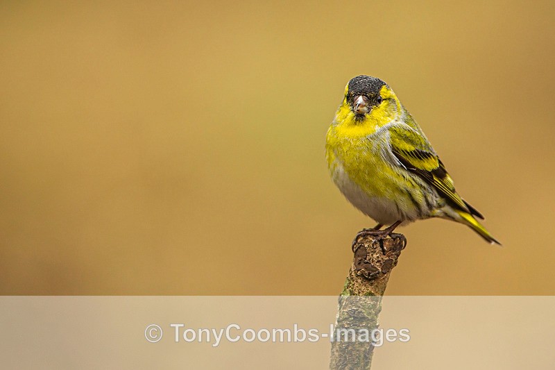Siskin (m) - Birds