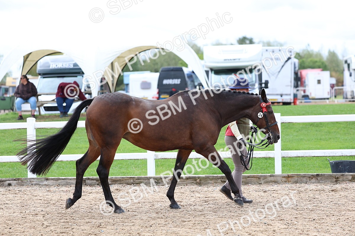 SBM_01514 - Class 17 - Prettiest Mare
