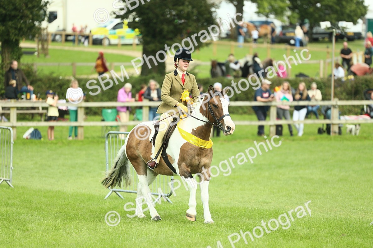 SBM_42262 - S29 - Novice & Newcomers Working Hunter Pony