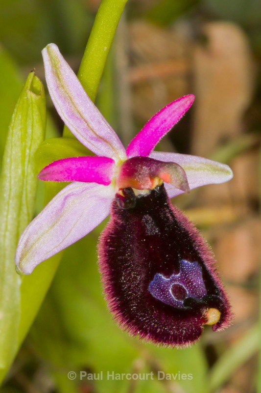 Bertoloni's Ophrys (Ophrys bertolonii) - Orchids - Ophrys