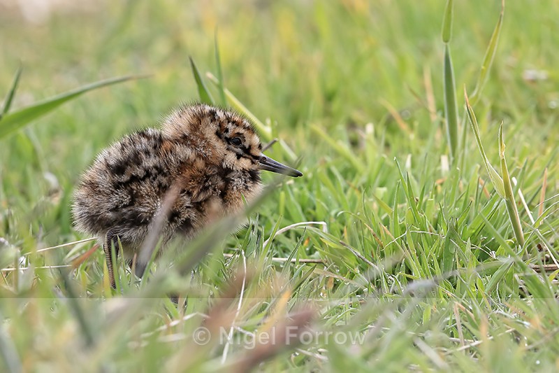 Magellanic Snipe chick, Sea Lion Island, Falklands - Magellanic Snipe