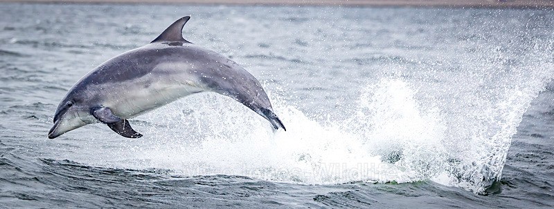 Chanory point, Bottle nose dolphins - Dolphins, Whales & Orcas. Scotland, Iceland, Azores & Madeira