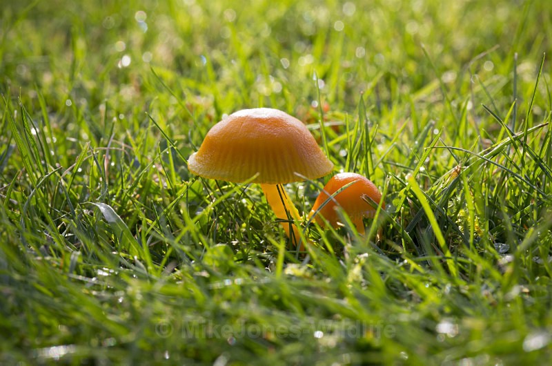 Fungi, Tatton Park, Cheshire - FUNGI (MUSHROOM) IMAGES