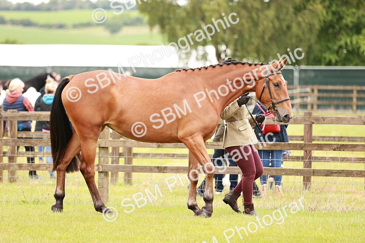 SBM_00746 - Class 26-30 Sport Horse In Hand